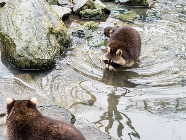 GELSENKIRCHEN, Alemania - 11 de febrero de 2017: un mapache nadando cerca de una gran roca a otro mapache en Zoom Erlebniswelt