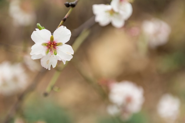 Genial flor del almendro con fondo borroso