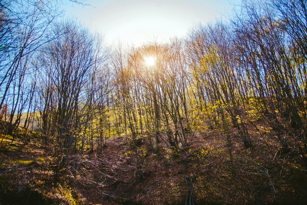 Genial paisaje con árboles en un día soleado