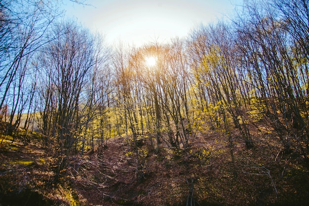 Genial paisaje con árboles en un día soleado