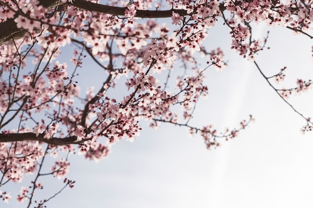 Foto gratuita geniales ramas en flor