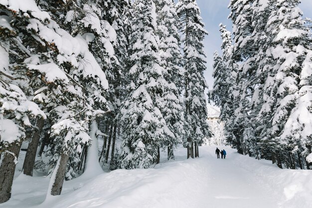 Gente en el bosque de pinos nevados