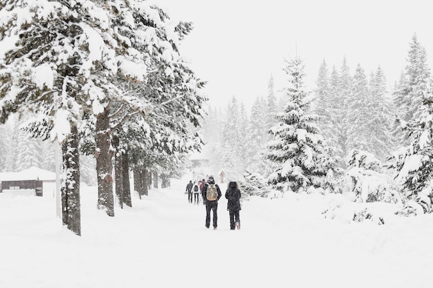 Gente caminando en el bosque nevado