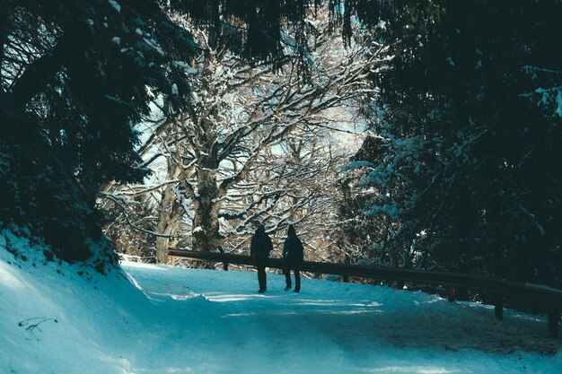 Gente caminando por un camino de nieve con barandas bajo un dosel de árboles