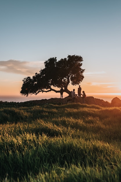 Gente cerca del árbol en la orilla durante la puesta de sol.