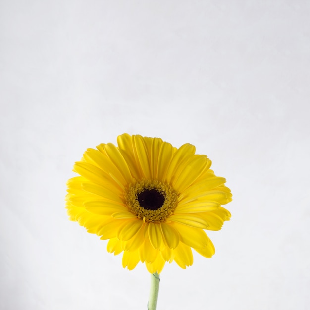 Gerbera amarilla sobre fondo gris