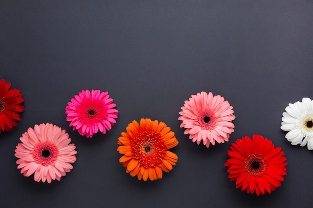 Foto gratuita gerbera daisy flores sobre fondo negro copia espacio