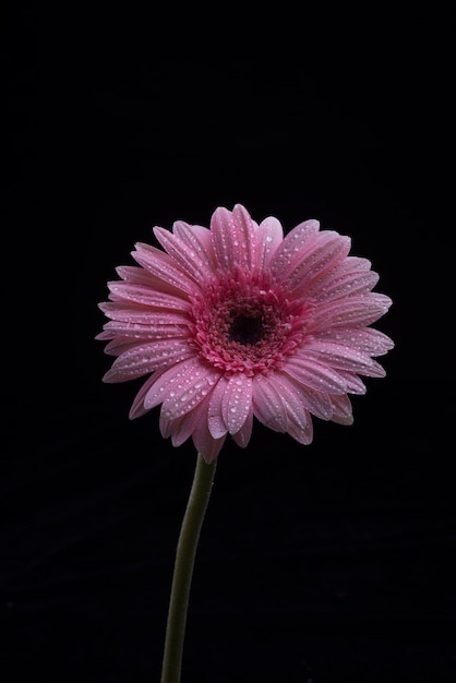 Foto gratuita gerbera flores aisladas sobre fondo negro