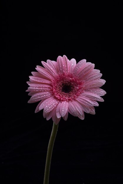 Gerbera flores aisladas sobre fondo negro