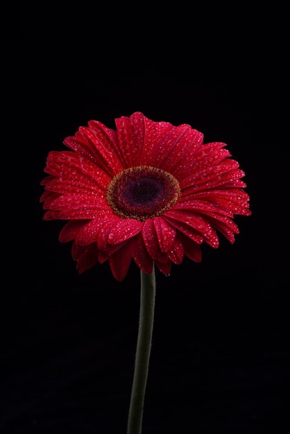 Gerbera flores aisladas sobre fondo negro