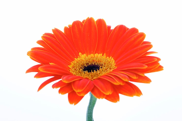 Foto gratuito gerbera naranja hermosa aislado en blanco