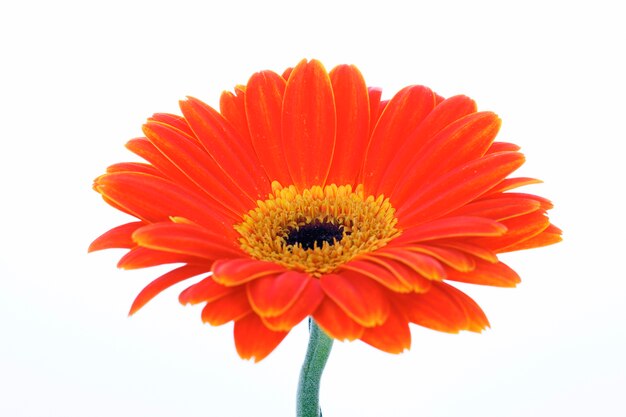 Gerbera naranja hermosa aislado en blanco