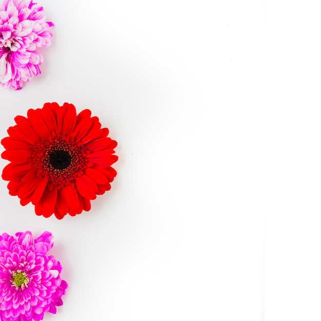 Foto gratuita gerbera rojo con dos crisantemos rosas sobre fondo blanco