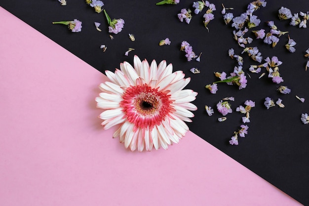 Foto gratuita gerbera sobre fondo rosa y negro