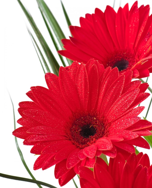 Foto gratuita gerberas rojas de cerca