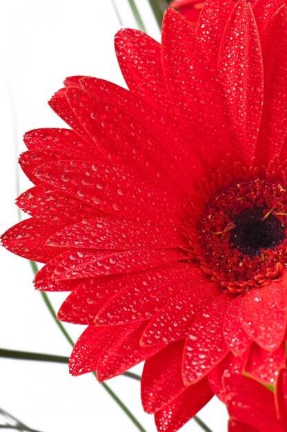 gerberas rojas de cerca