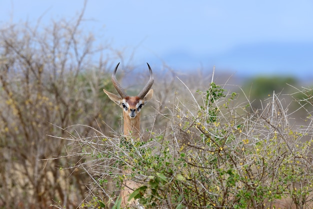 Gerenuk en el parque nacional de Kenia, África