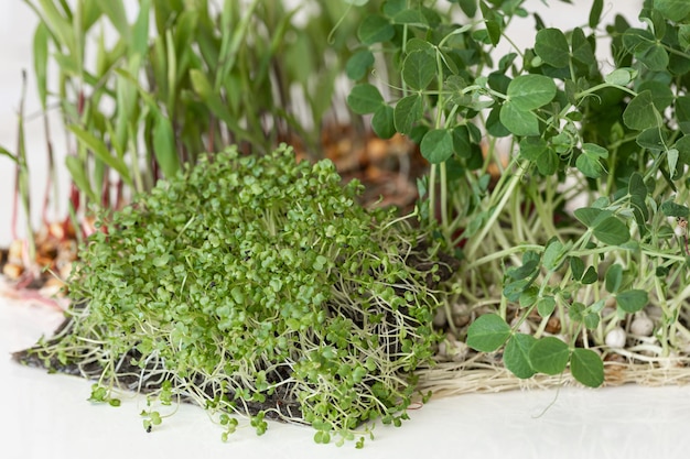 Foto gratuita germinación de microgreens germinación de semillas en casa.