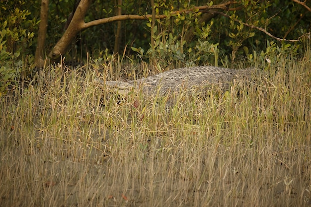 Gigante cocodrilo de agua salada capturado en los manglares de Sundarbans en India