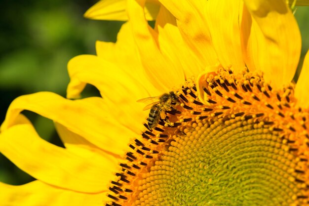 Girasol amarillo