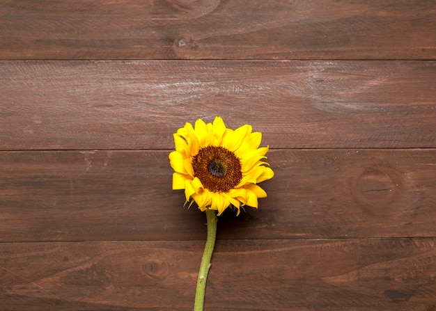 Girasol brillante sobre fondo de madera