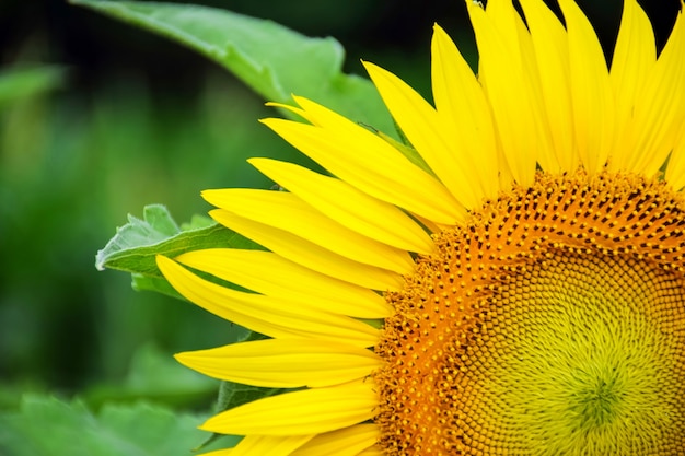 Girasol de cerca