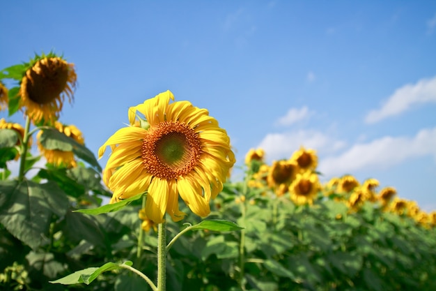 girasol fondo naranja planta soleado