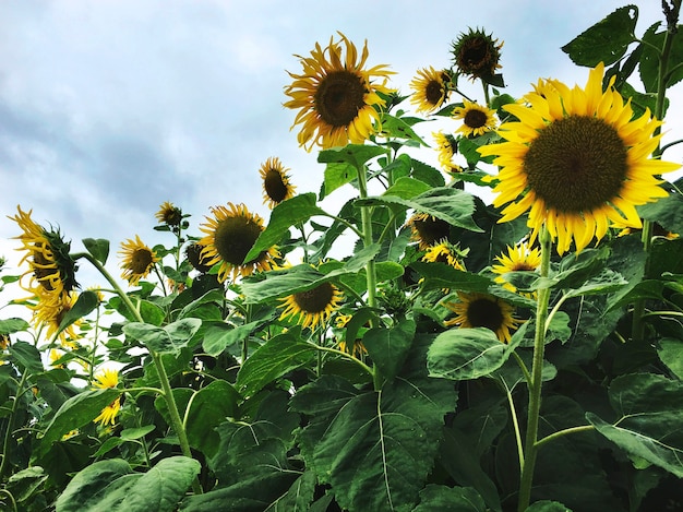 Girasol Hermosa Naturaleza Atractiva Concepto Pacífico