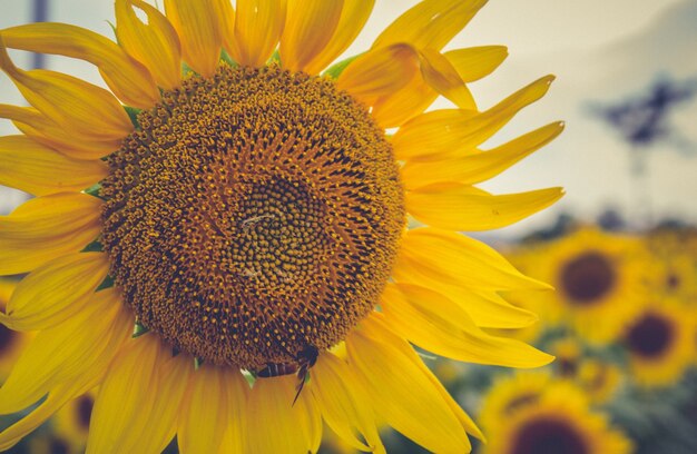 Girasol de primer plano