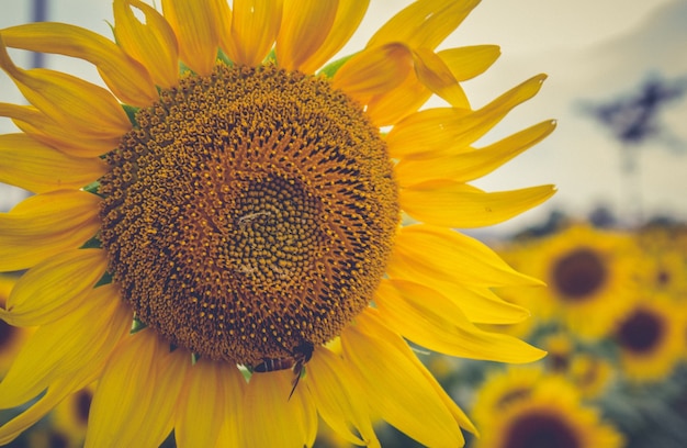 Girasol de primer plano