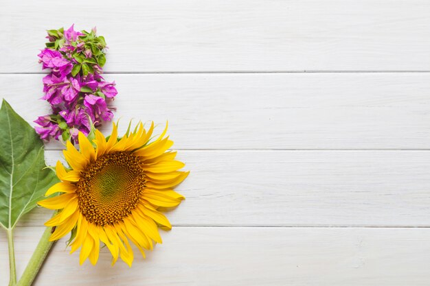 Girasol y rosa planta floreciente