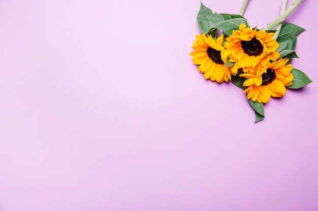 Girasoles arriba a la derecha