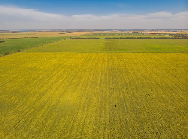 Girasoles en un campo de girasoles