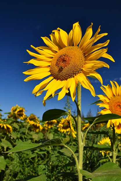 Foto gratuita girasoles de flores florece en la granja - campo con cielo azul. hermoso fondo de color natural.