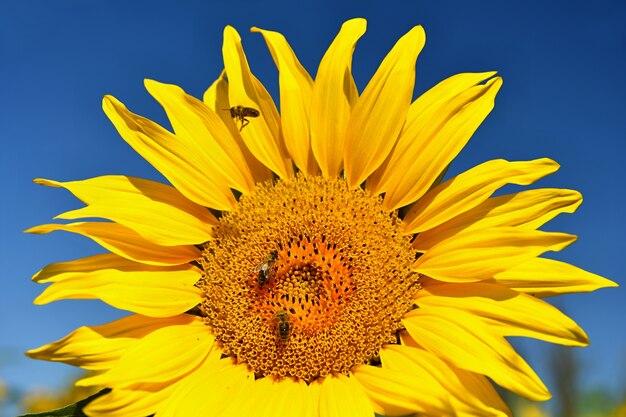 Girasoles que florecen en la granja - campo con el cielo azul y las nubes. Hermoso fondo de color natural. Flor en la naturaleza.