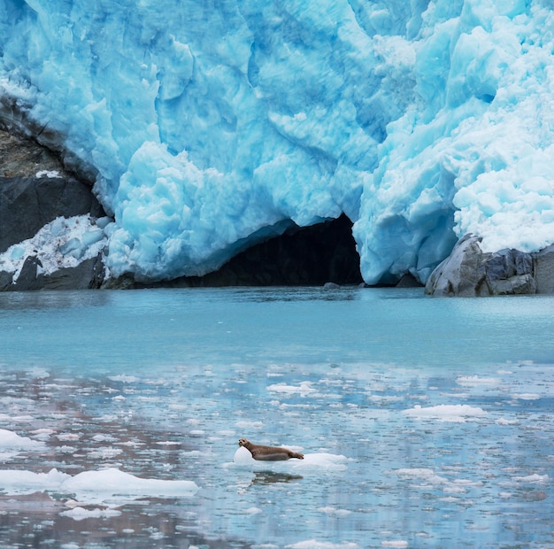 Foto gratuita glaciar en alaska