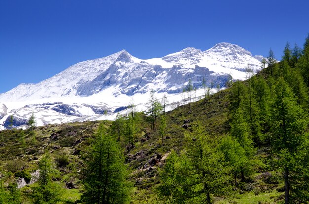 Glaciar de nieve rodeado de vegetación bajo la luz del sol y un cielo azul en Suiza