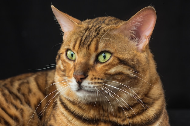 Golden Bengal Cat en pared negra