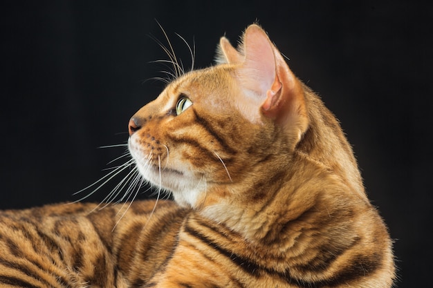 Golden Bengal Cat en pared negra