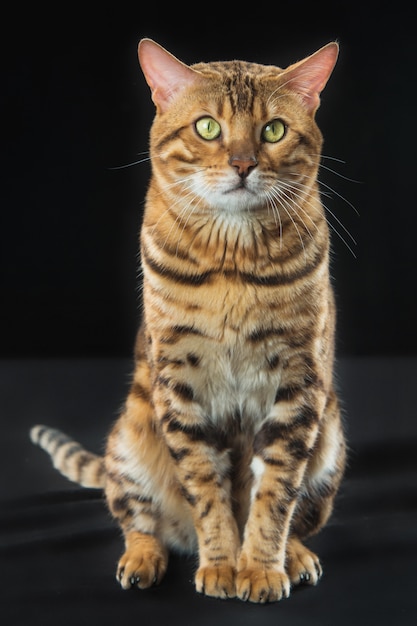 Foto gratuita golden bengal cat en pared negra