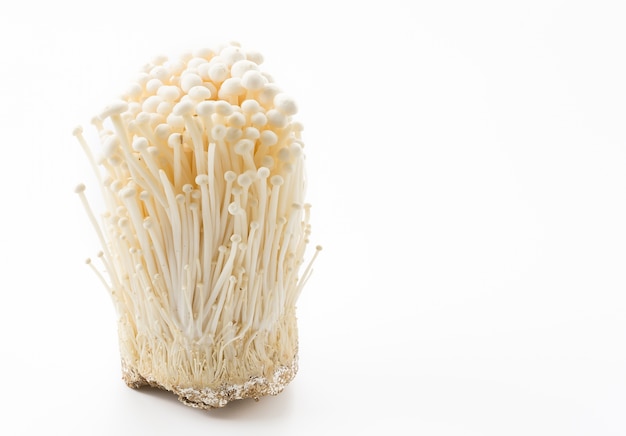 Foto gratuita golden needle mushroom