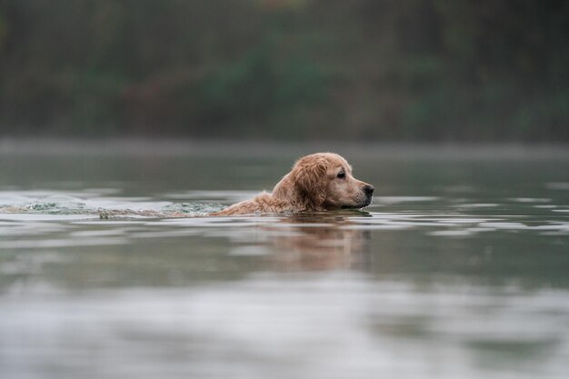 Golden Retriever se está bañando en un lago con niebla