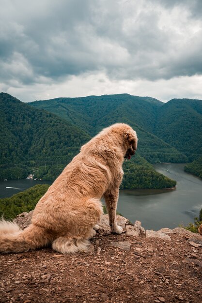 Golden Retriever sentado sobre una roca en el fondo de montañas verdes y un lago