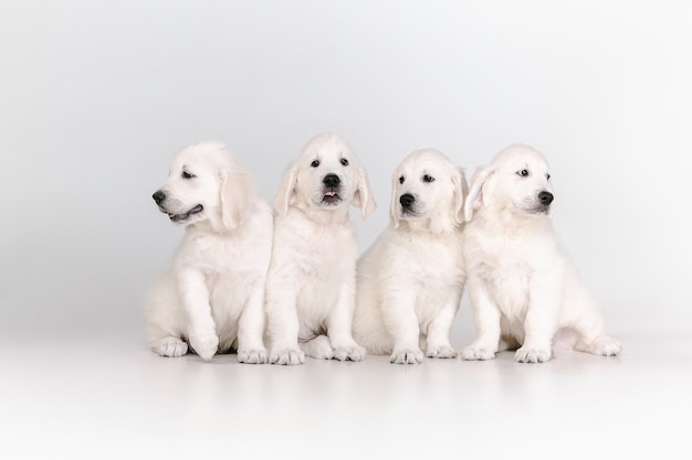 Foto gratuita golden retrievers crema inglesa posando. lindos perritos juguetones o mascotas de raza pura se ven juguetones y lindos aislados en la pared blanca. concepto de movimiento, acción, movimiento, perros y mascotas aman. copyspace.