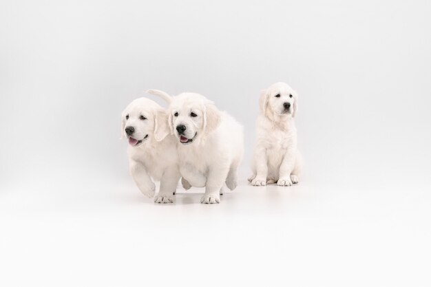 Golden retrievers crema inglesa posando. Lindos perritos juguetones o mascotas de raza pura se ven juguetones y lindos aislados sobre fondo blanco.