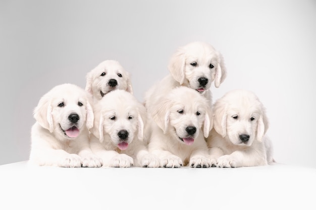 Golden retrievers crema inglesa posando. Lindos perritos juguetones o mascotas de raza pura se ven lindos aislados sobre fondo blanco.