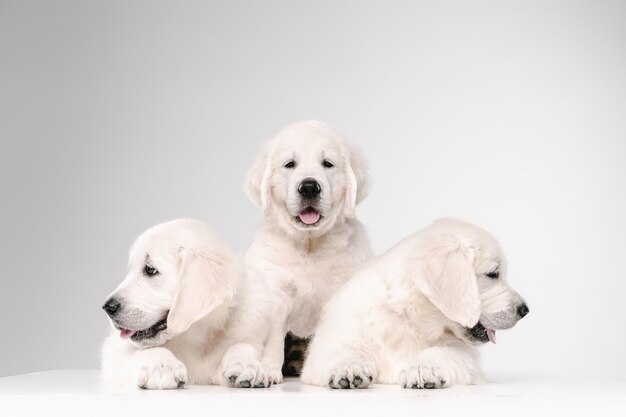 Golden retrievers crema inglesa posando