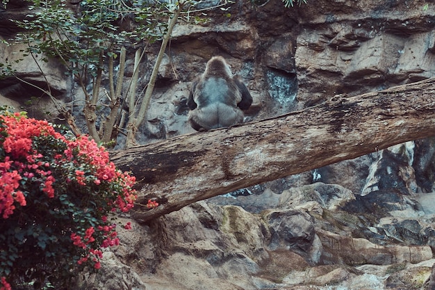 Foto gratuita un gorila macho grande con espalda plateada se sienta en un árbol caído sobre un abismo en el zoológico nacional.