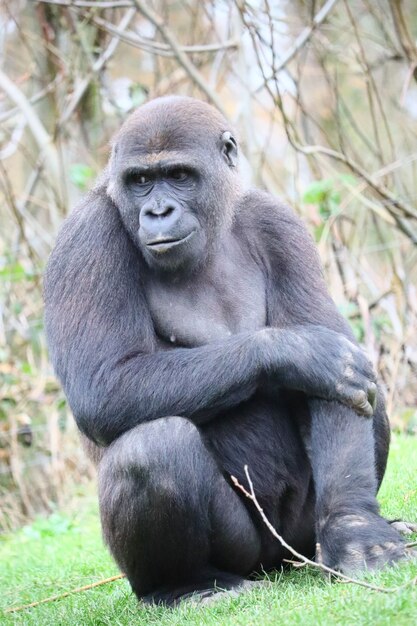 Gorila sentado en el suelo mirando a un lado