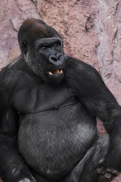 Foto gratuita gorila